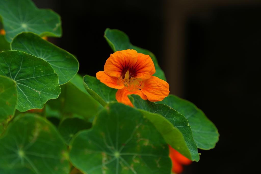 Pavithram Homestay Munnar Εξωτερικό φωτογραφία